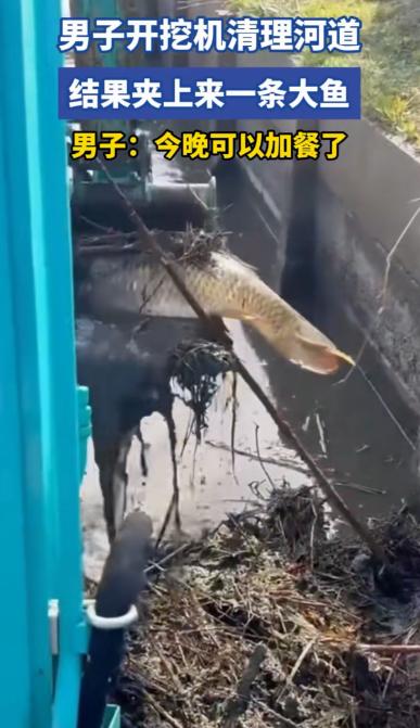 万万没想到！广东，男子开挖掘机清理河道，正捞泥呢，结果捞着捞着，突然挖起来一条蹦