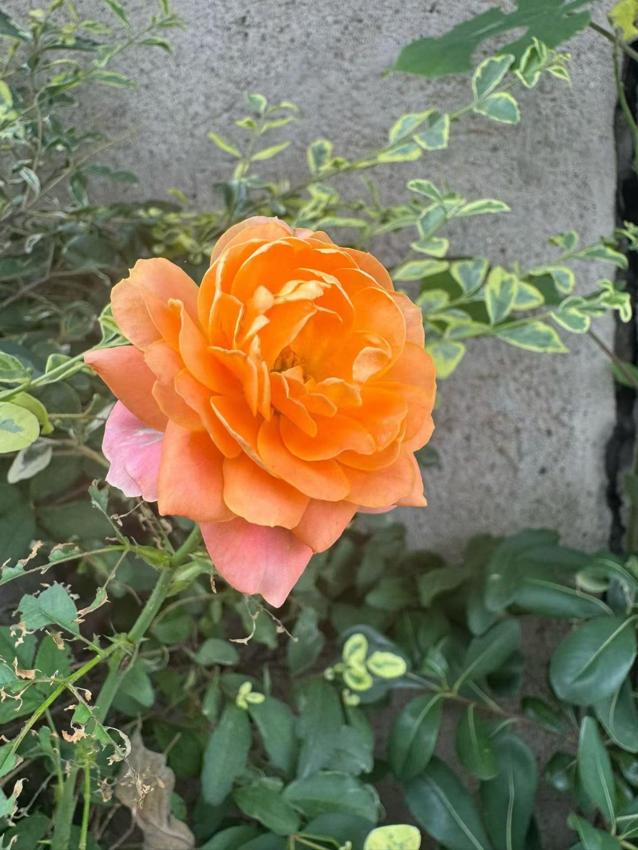 下联:冬雪伤红花，请出上联