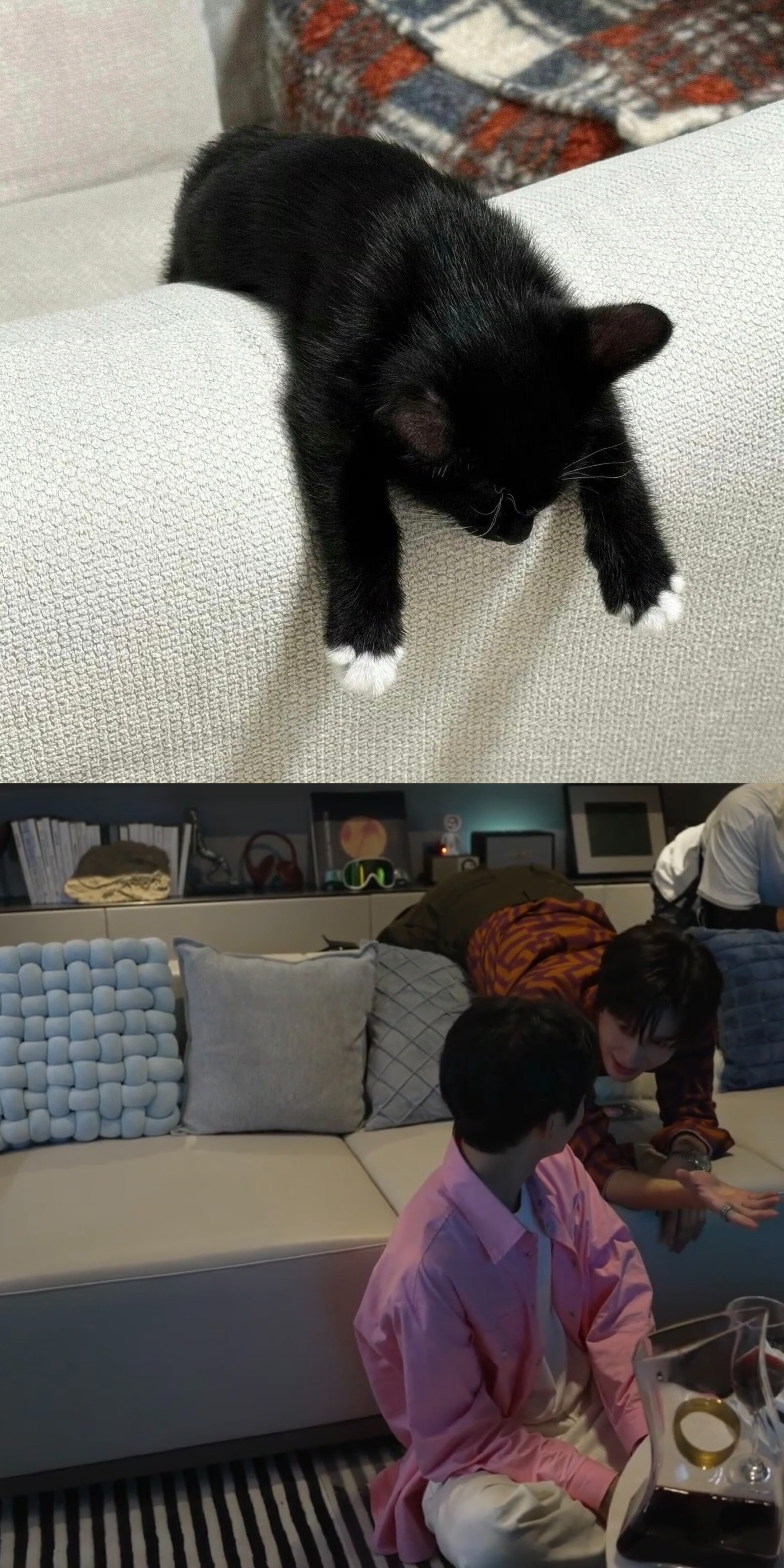 展丞 一点展丞小动物饭2.0🤏🏻展丞 狐兔饲养指南 1.0🤏🏻 网页链接