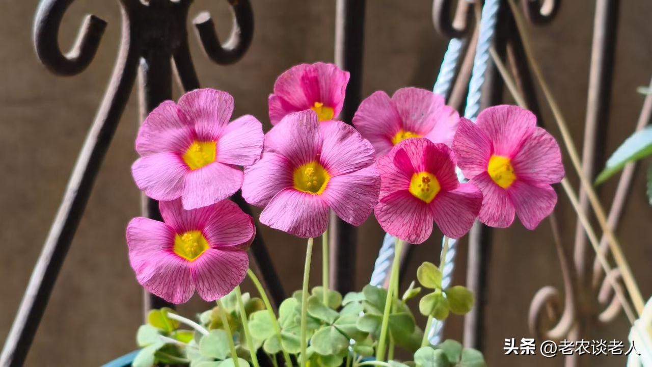 上联：昨夜清风梳绿柳，
下联：今朝暖阳沐红花。
“昨夜”对“今朝”，“清风”对“