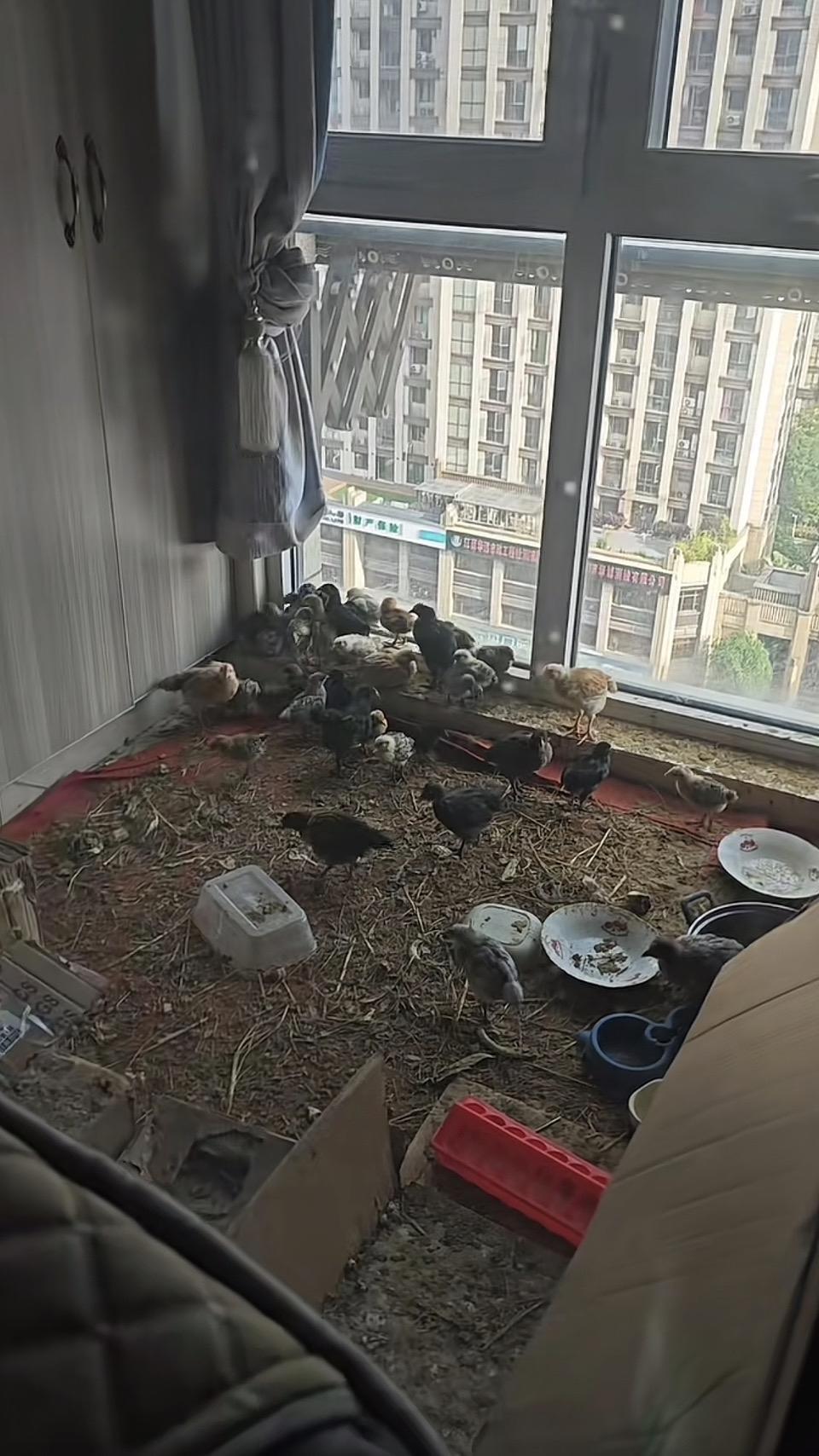 今日迷惑行为大赏：

② 家庭迷惑行为：阳台养了一整个鸡群
评论区投票，哪个赢了