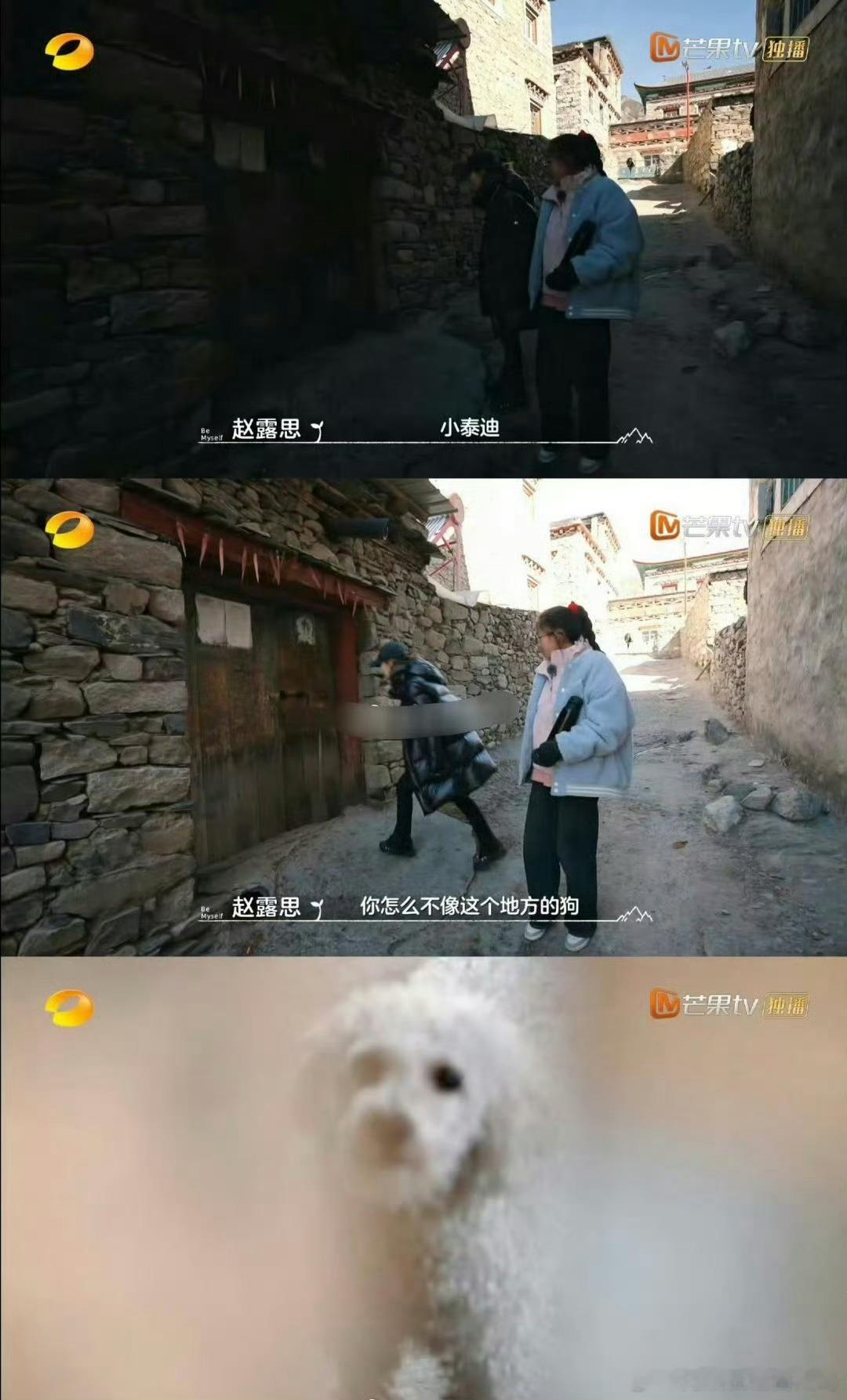 赵露思小泰迪不像这个地方的狗 赵露思：“小泰迪，你怎么不像这个地方的狗！赵露思说