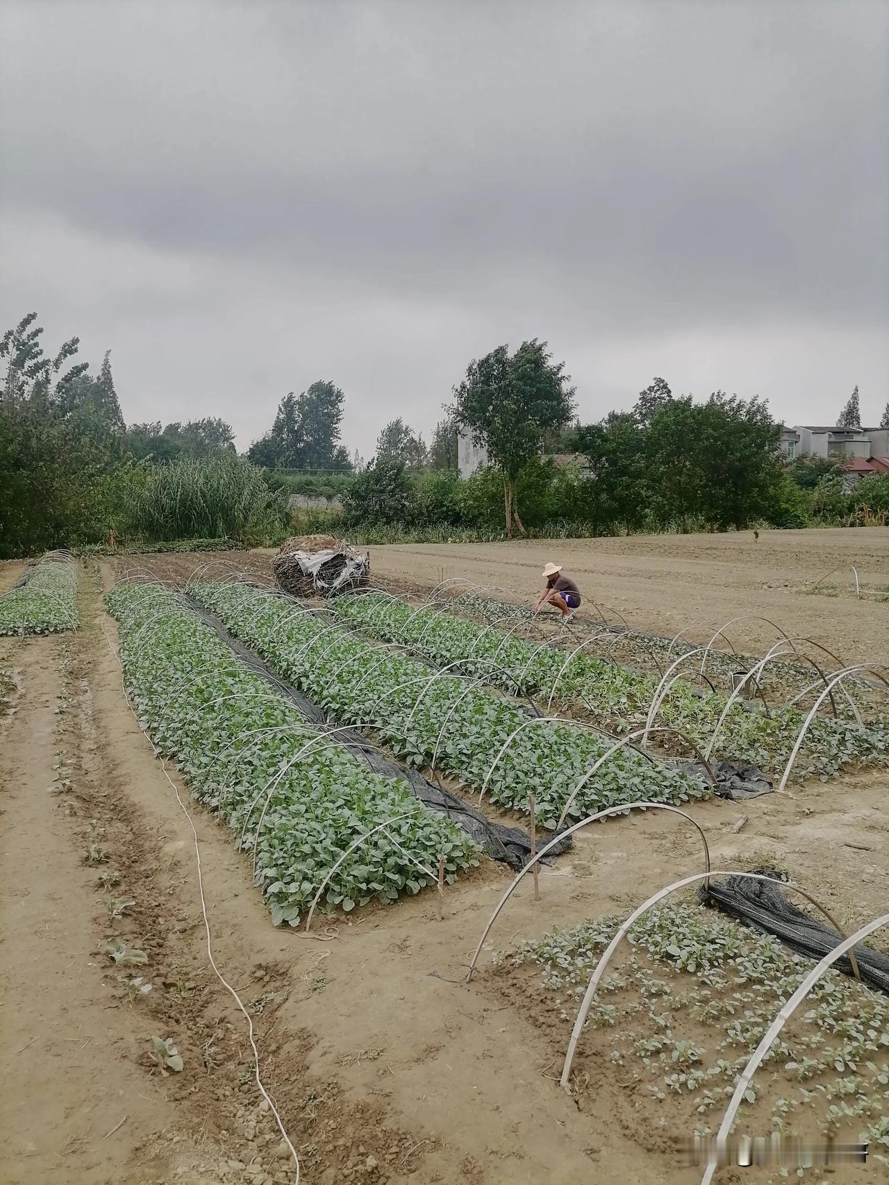 花菜之乡已经持续干旱了50多天，花菜急需种到地里面去，不知道什么时候才能下雨？