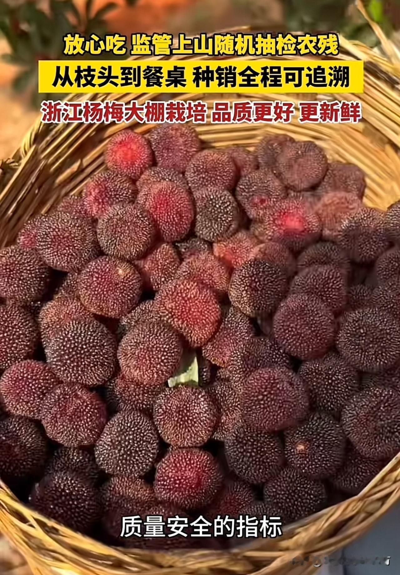 不怕大家笑话，
我从小到大也就吃过一颗杨梅，
总结起来就是根本不敢吃，

小时候