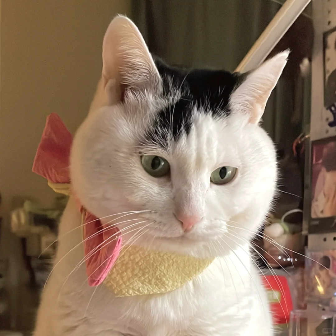 天使脸庞李巨蛋