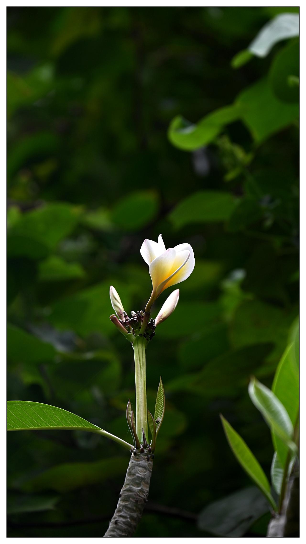 三亚，鸡蛋花