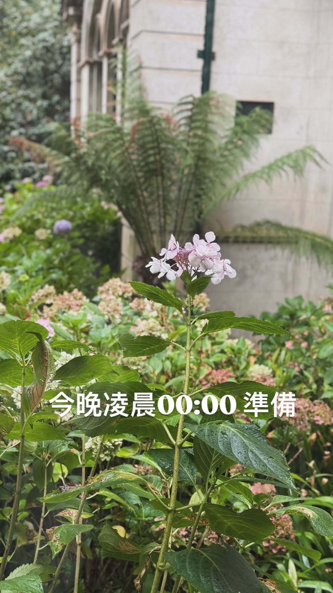 杰伦：今晚凌晨00:00准备 