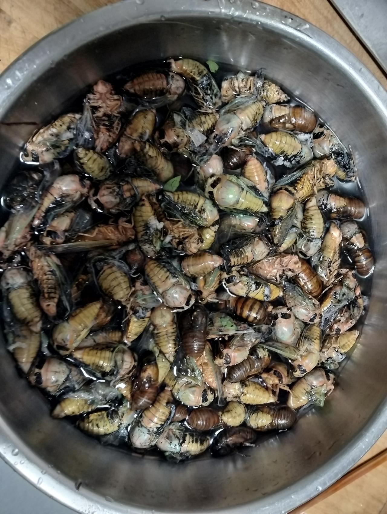灶王爷说了：蝉，不可食。这句话说出来，让现代人不能信服。
        昨晚，