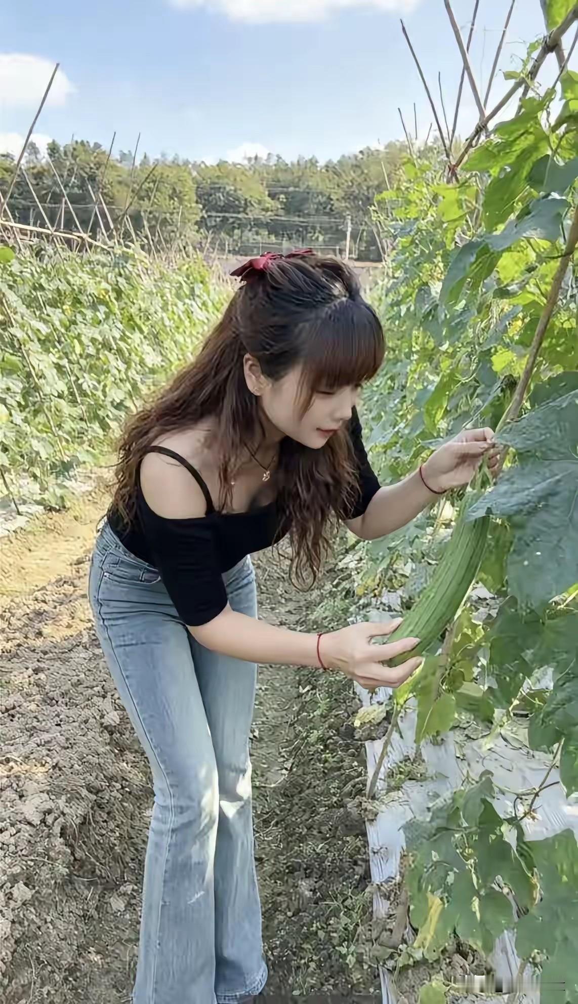 黄瓜，丝瓜，苦瓜，黄花， 丝滑，苦楚