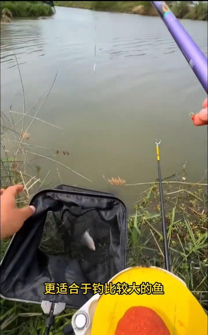 别再迷信腥饵能钓大板鲫了。
长江边一场实验，让老钓手集体沉默。
1. 数据颠覆认