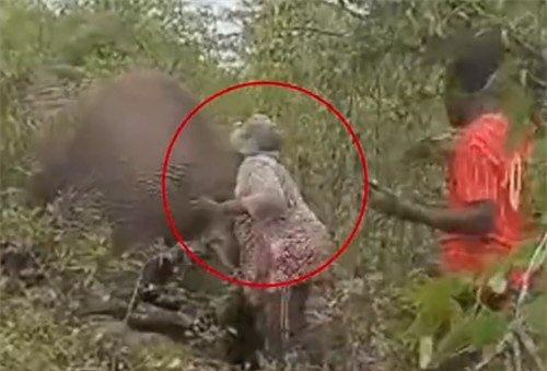 【女子拽大象尾巴被踩死生前画面曝光 女子拽受伤大象尾巴遭踩踏致死】今天网友热议的