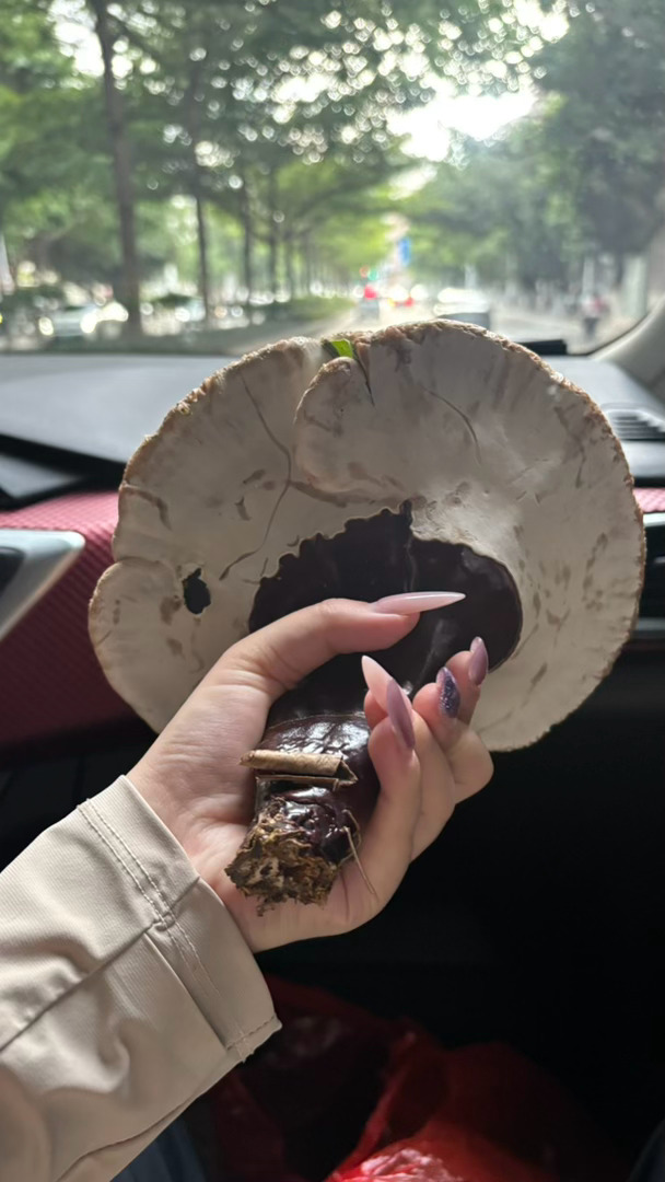 一朵巨大的灵芝！采了不知道用来干啥，早知道不采了 