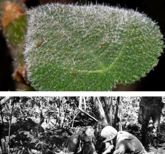 1941年，一美国士兵突然吃坏肚子，匆忙在丛林中解决后，因无厕纸，随手摘了几片树