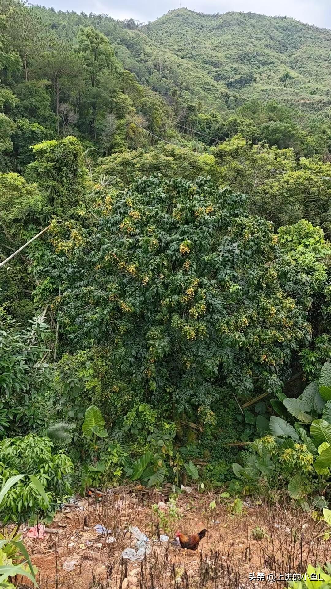 山林间的小鸡悠闲觅食，自然与生活交织的美好瞬间。🐔🌳🍃