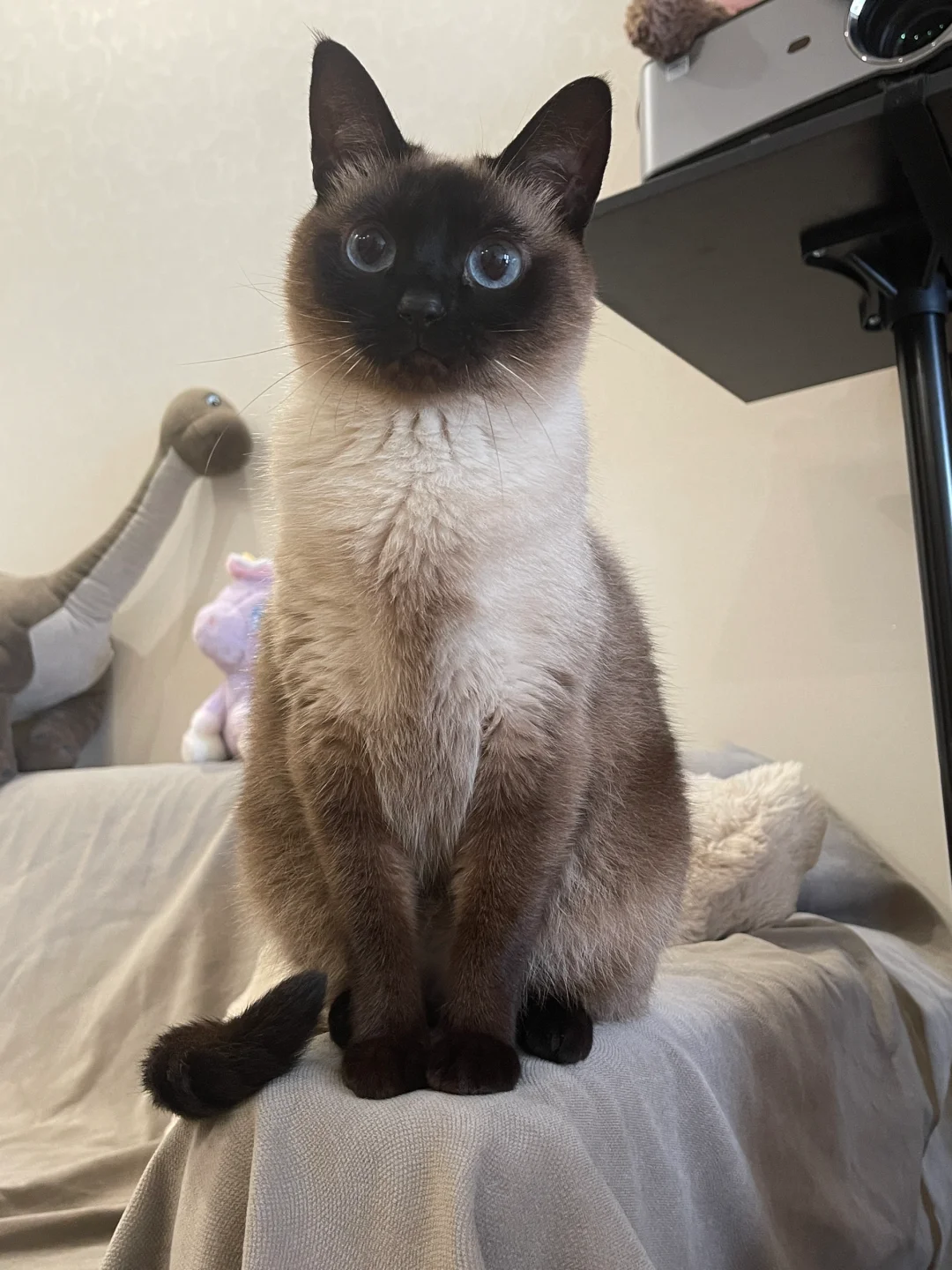 泰王严选，绝世豪猫！