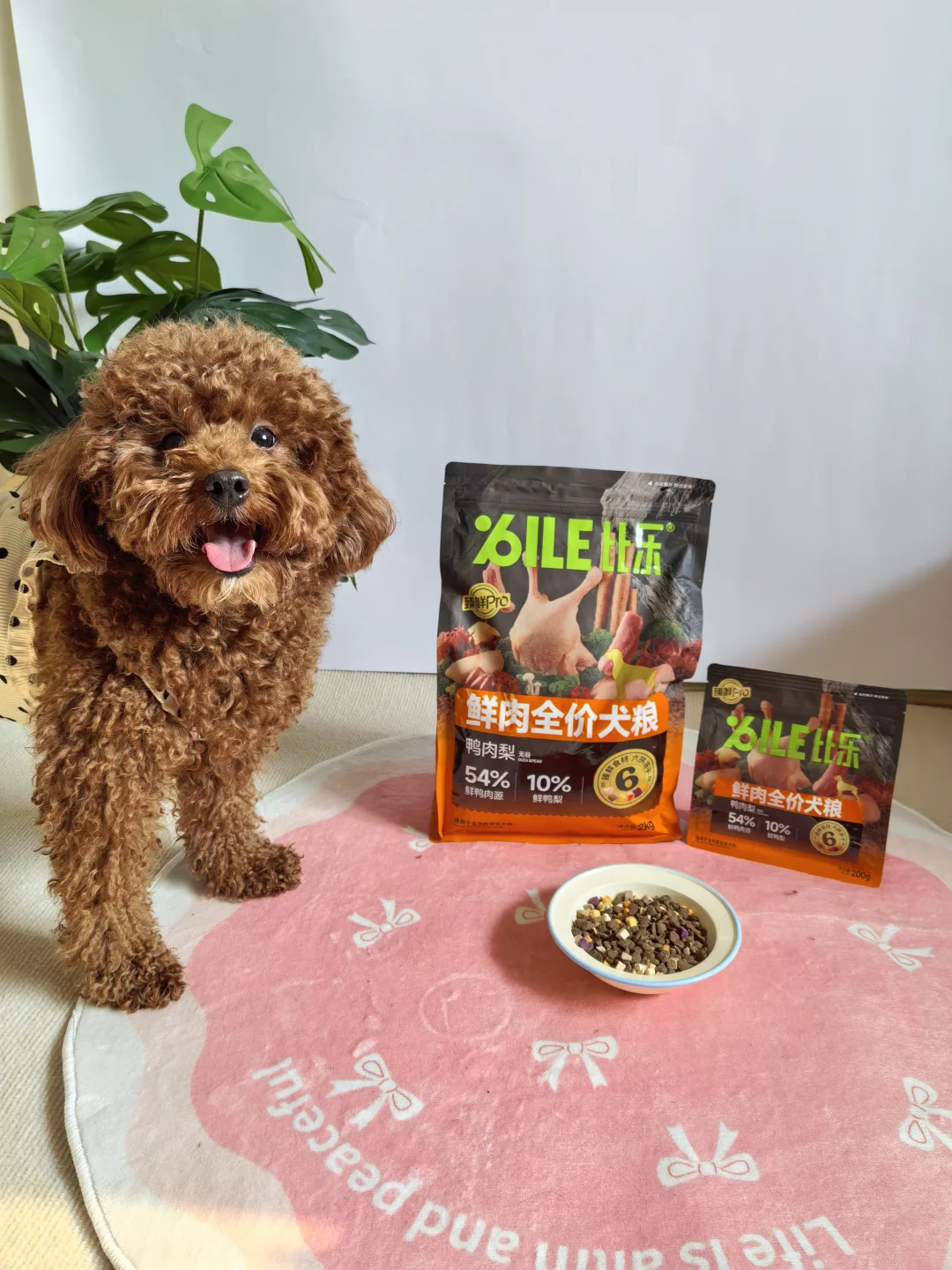 🍐🦆小泰迪的香香饭