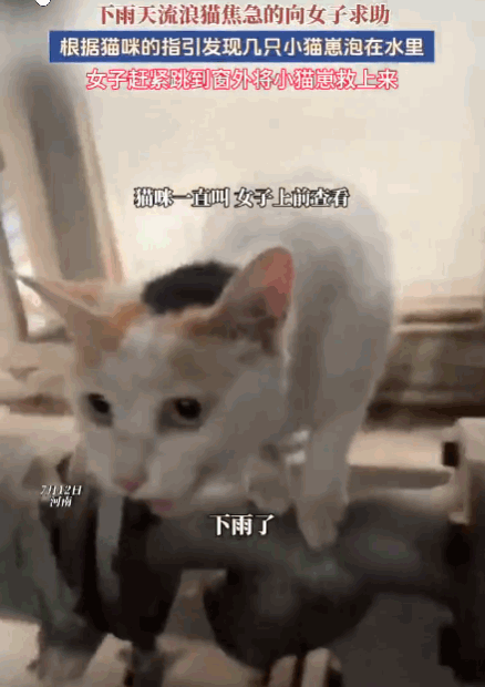 万物皆有灵！河南洛阳，一只流浪猫焦急哀嚎，含泪引导女子。女子翻窗发现三只幼崽浸泡