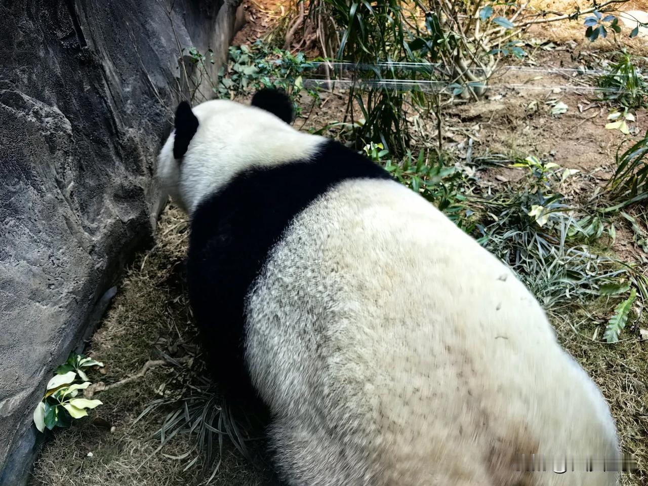 香港海洋公园，
海之魅，自然界精灵，
大熊猫憨憨的。
海鲨在驰骋，
老爷车在晃荡