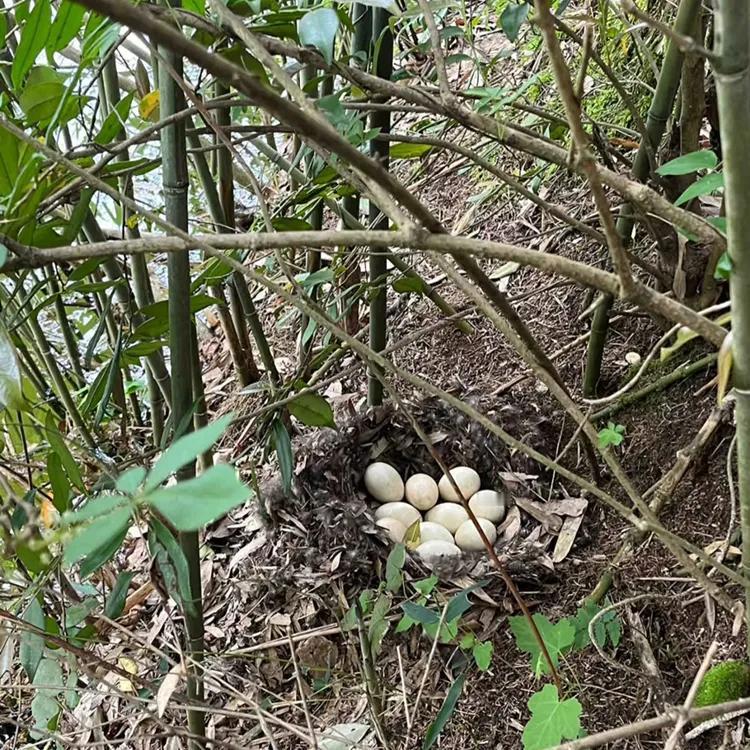 拔笋子发现的，这到底能不能捡？看着像是大鸭蛋，又怕是其他蛋……

不会是大蛇蛋，