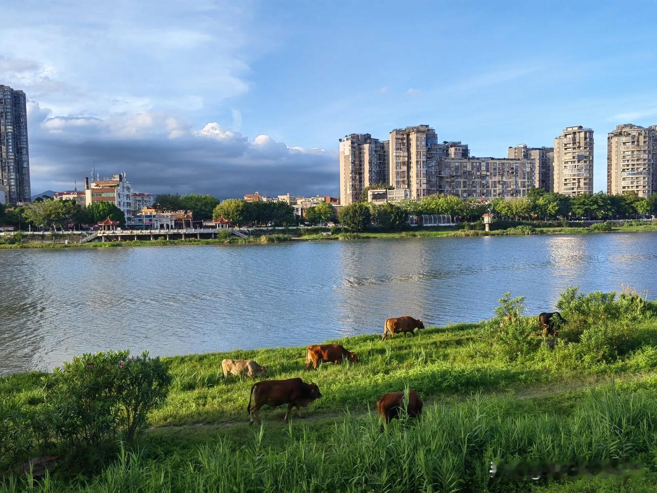 夕阳西下老牛闲
溪边吃草乐悠然 
岁月静好时光暖 
风吹草动思故园