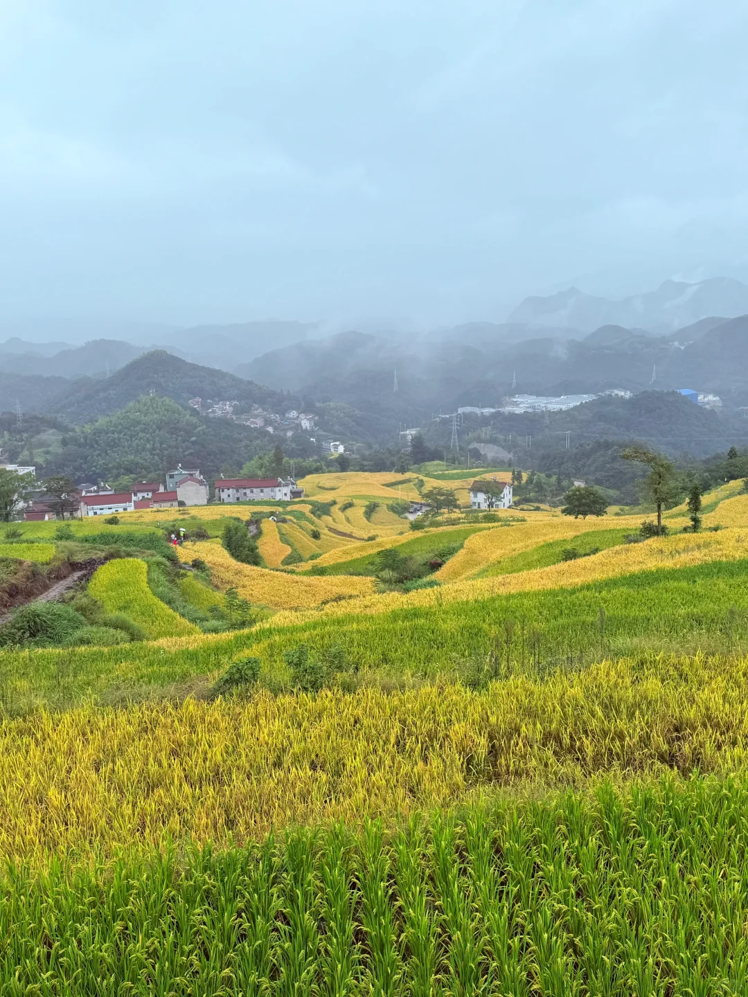 在天台看到了这片金色梯田🌾爬上去又值得了