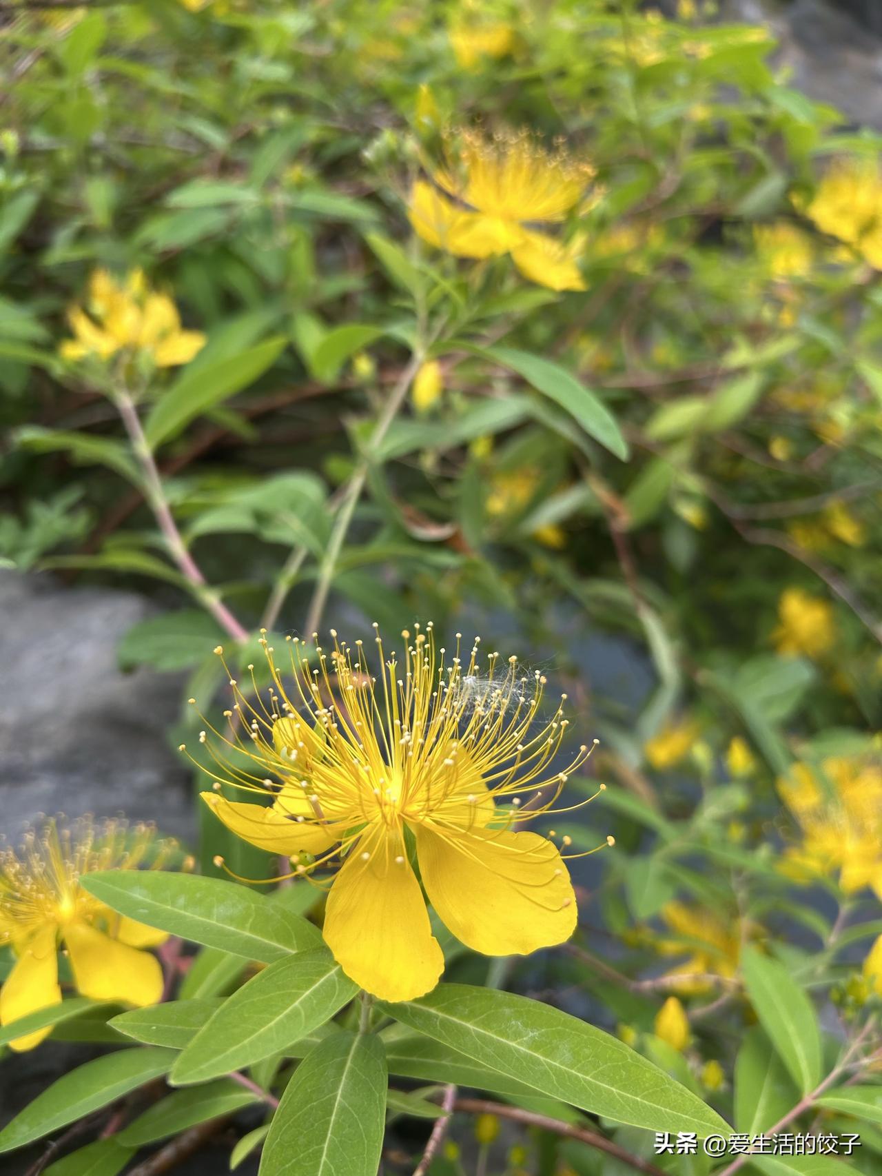 生活中该如何长期戒糖?
我家眼见的前二代人人都有糖尿病，而且是一个都没落下，我这