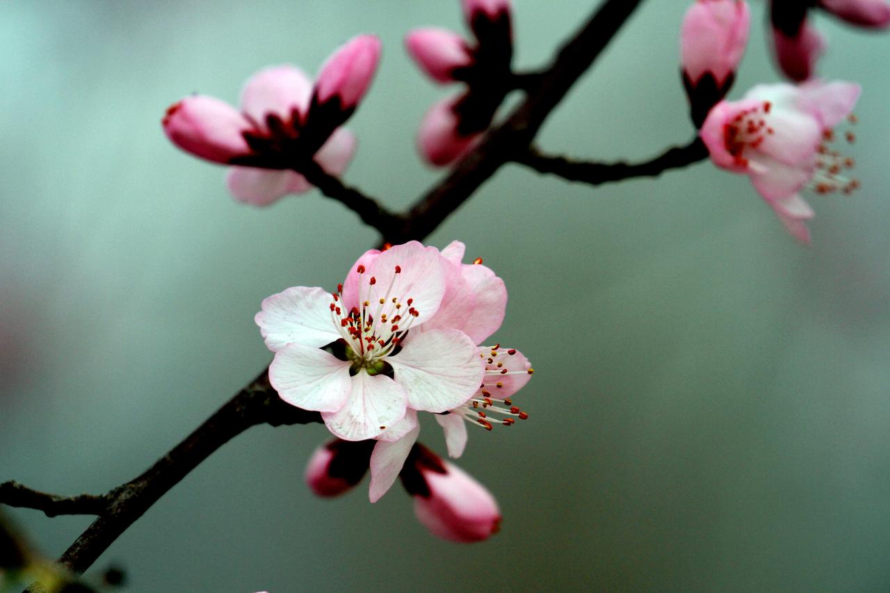 3月29日，位于沈阳市铁西区卫工明渠旁的桃花渐次绽放，满目春光烂漫，景色优美。