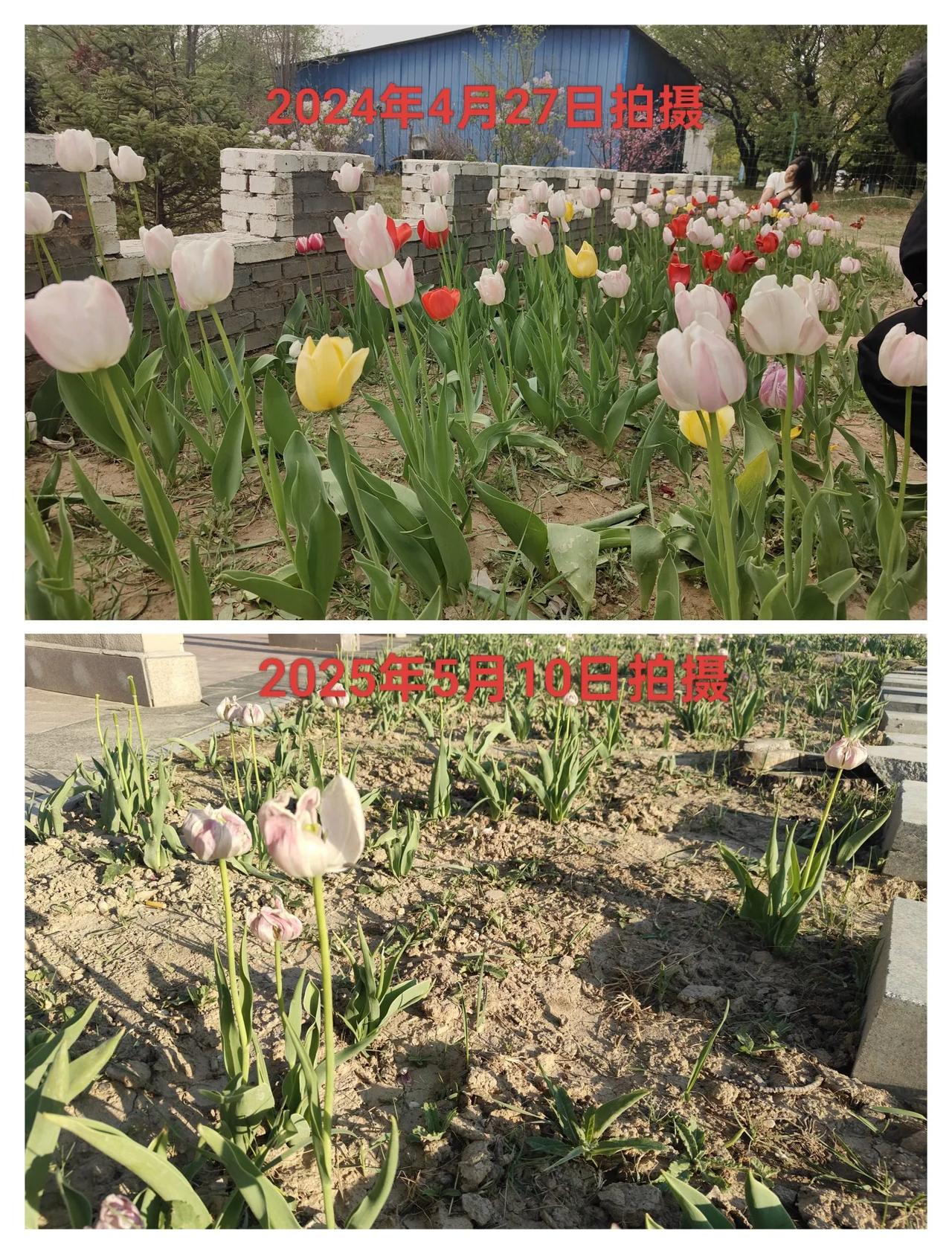 今天去朔州市人民公园看郁金香开的怎么样，去年这个时候正是郁金香盛开时，特别漂亮，
