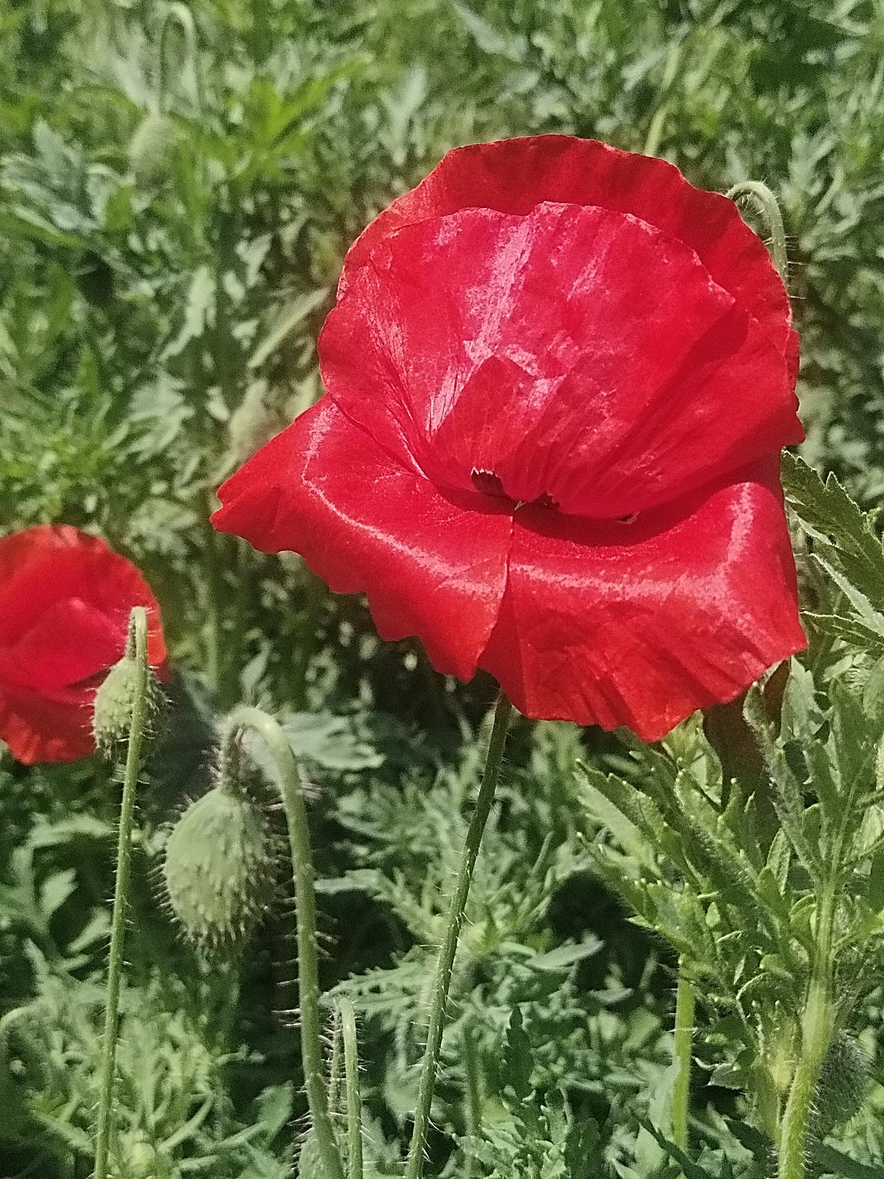 春天的公园就是一场视觉盛宴！我去公园溜达，那叫一个百花盛开、争奇斗艳。颜色也丰富