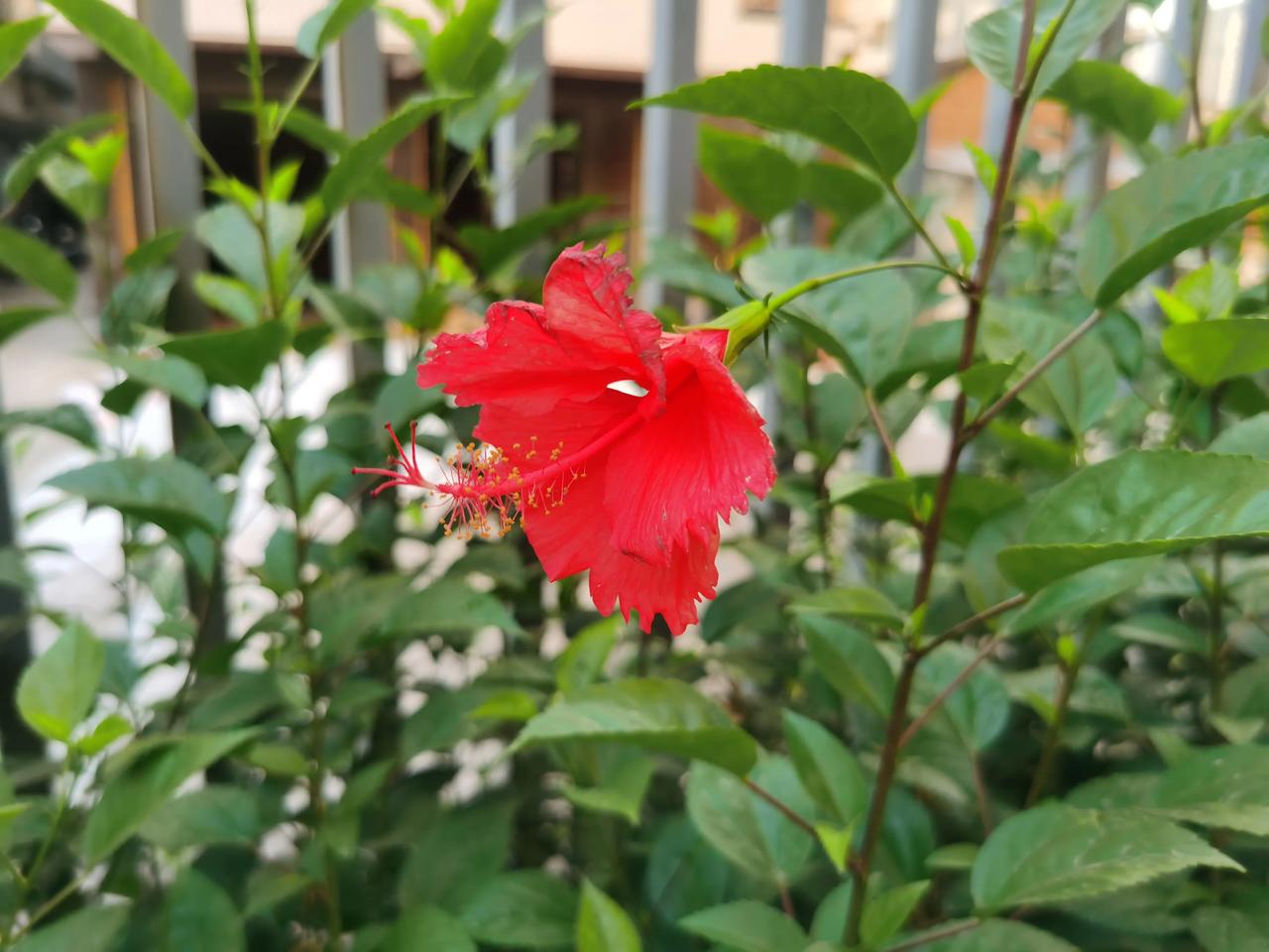 #那些好看的花花草草# 小区里的朱瑾花，开得好艳丽！朱瑾花寓意体贴之美、洁净脱俗