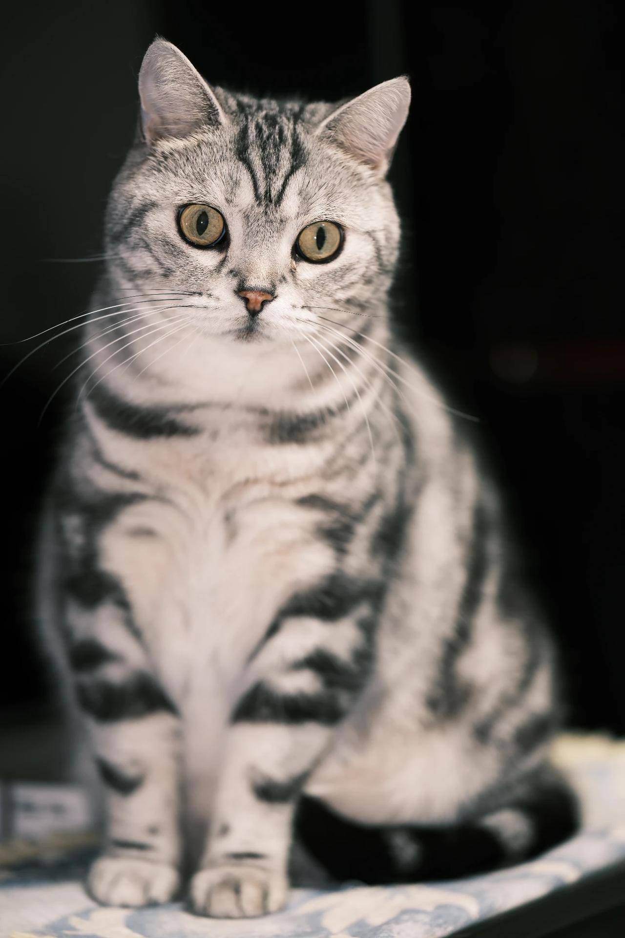 这只猫该不该捡回来呢？这只猫是我邻居家的猫，今天一大早，邻居一家人就大包小包的出