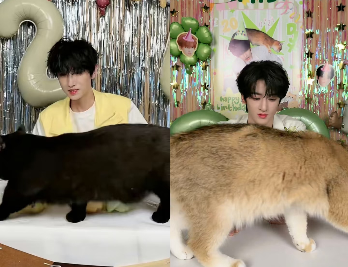 好想问问老厂的养猫秘诀 