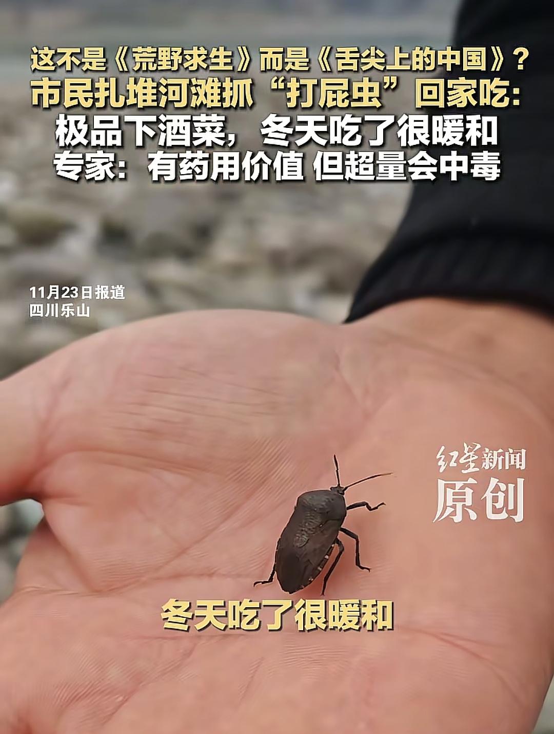 四川乐山打屁虫成了下酒菜！在中国，能吃的叫食材，不好吃的叫药材，不能吃的叫建材！