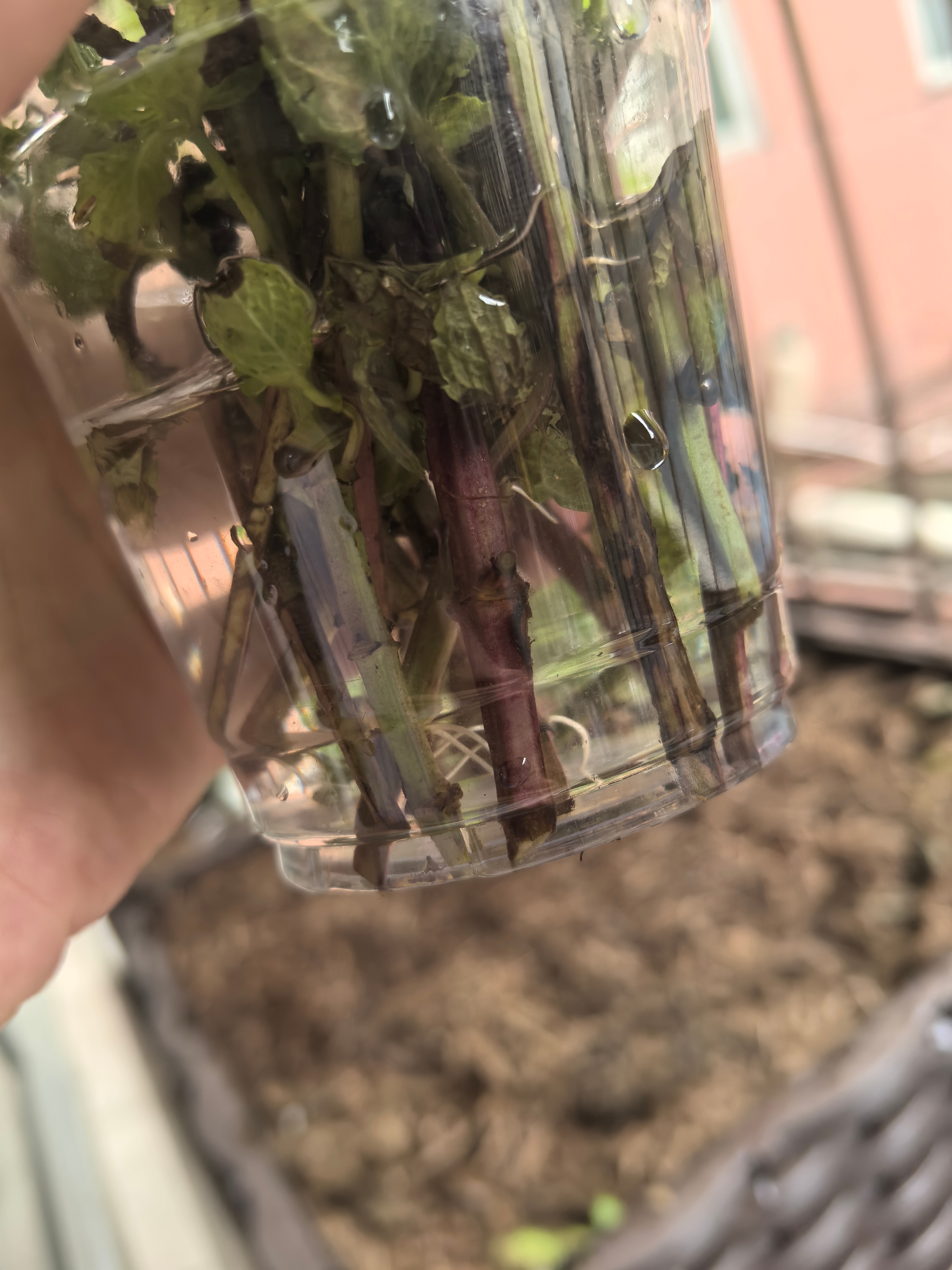 钓的小龙虾今天要准备入锅了，网络盛行的“芥末大法”和“小苏打＋白醋大法”到底谁更