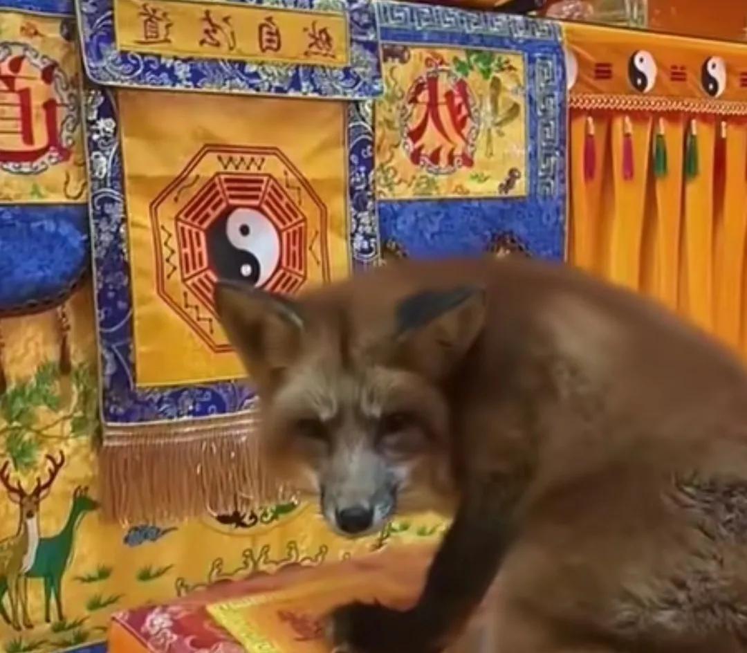 一只狐狸溜进道宫竟然趴那儿拜祖师。