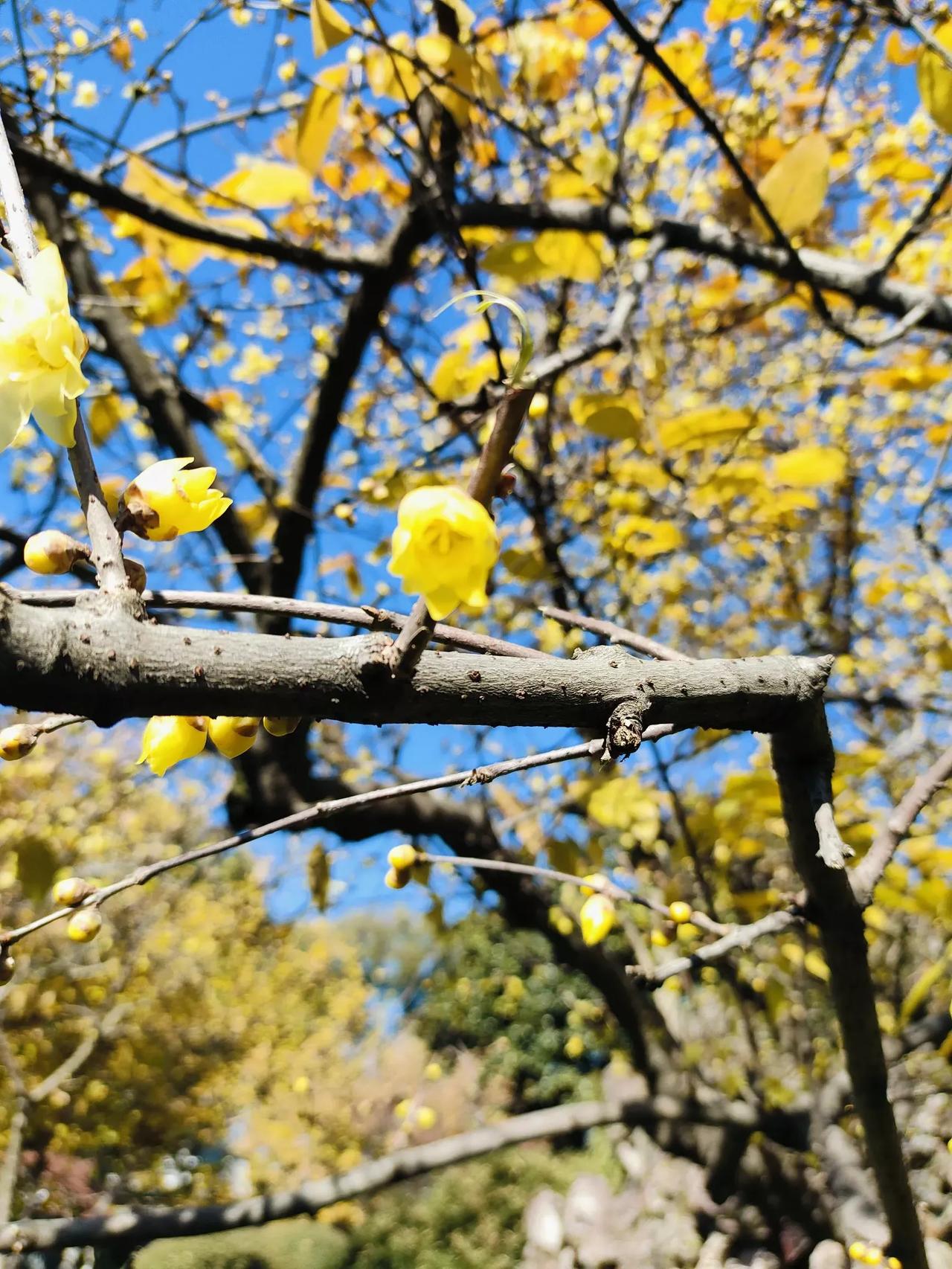 腊梅花开了！
腊梅·