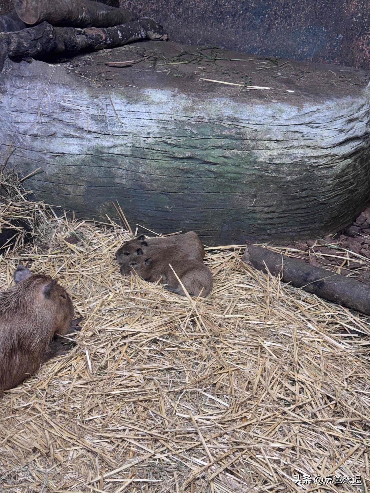Capybara @ River Wonder Singapore 
水豚卡皮巴