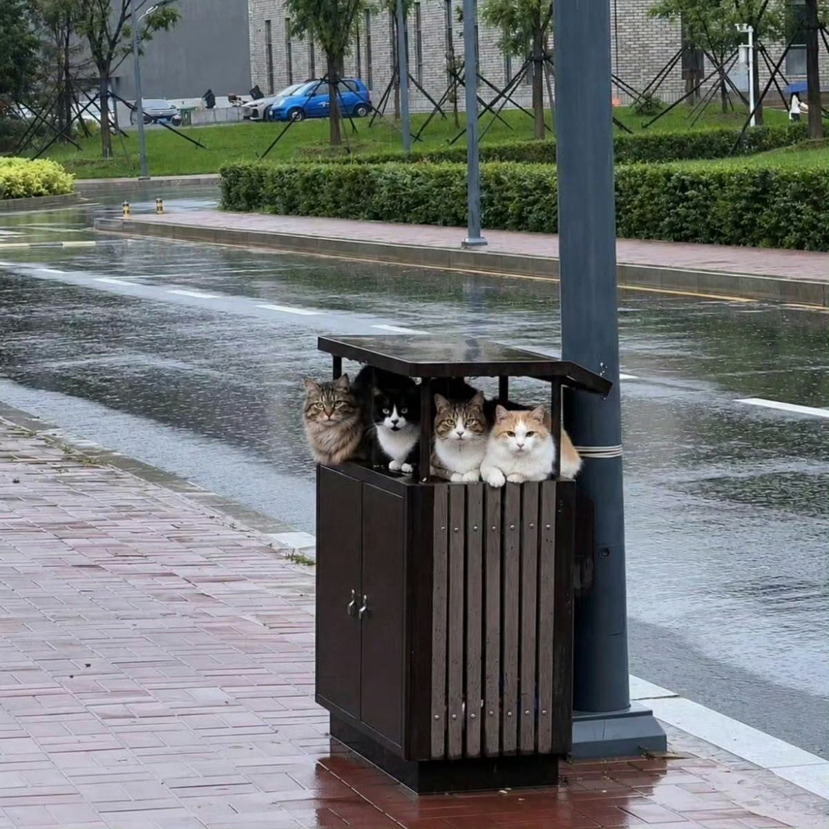 猫咪：可以到你家借宿一宿吗🥹 ​​​