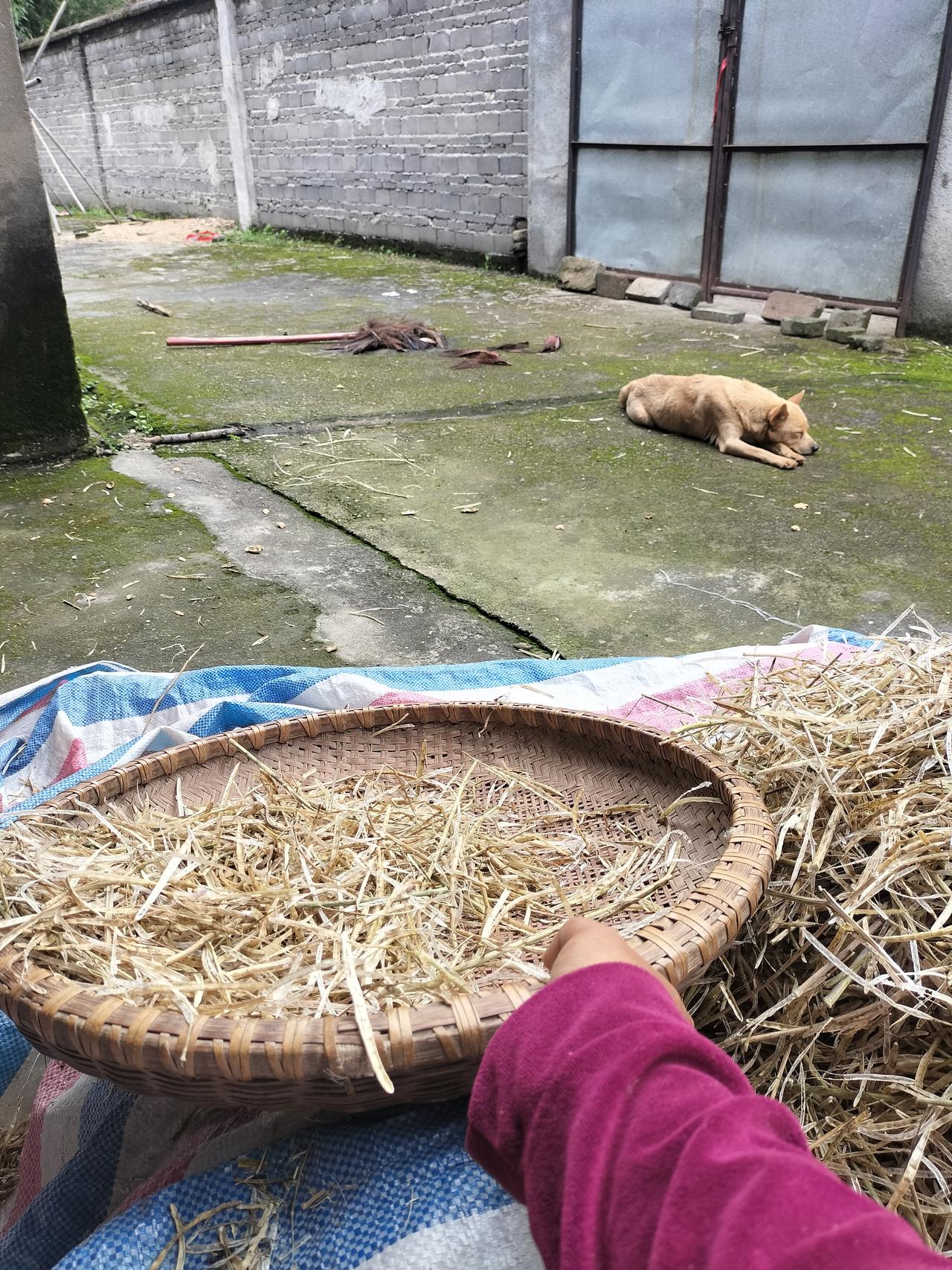 我家没有养狗，可村里的狗每天来，还睡在院子里，它生的五只小狗还把拖把咬烂了，地上