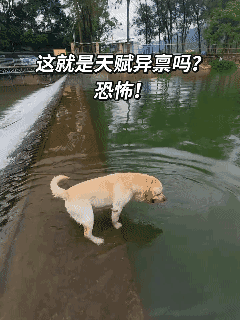 这就是天赋异禀！👍