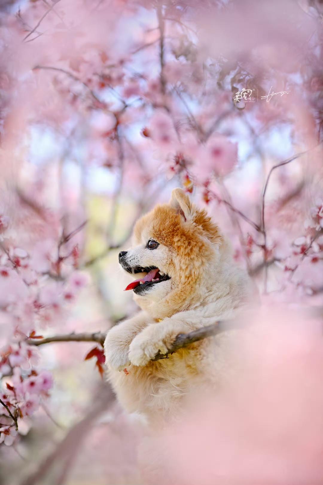 今日份治愈：梦幻小博美🤩