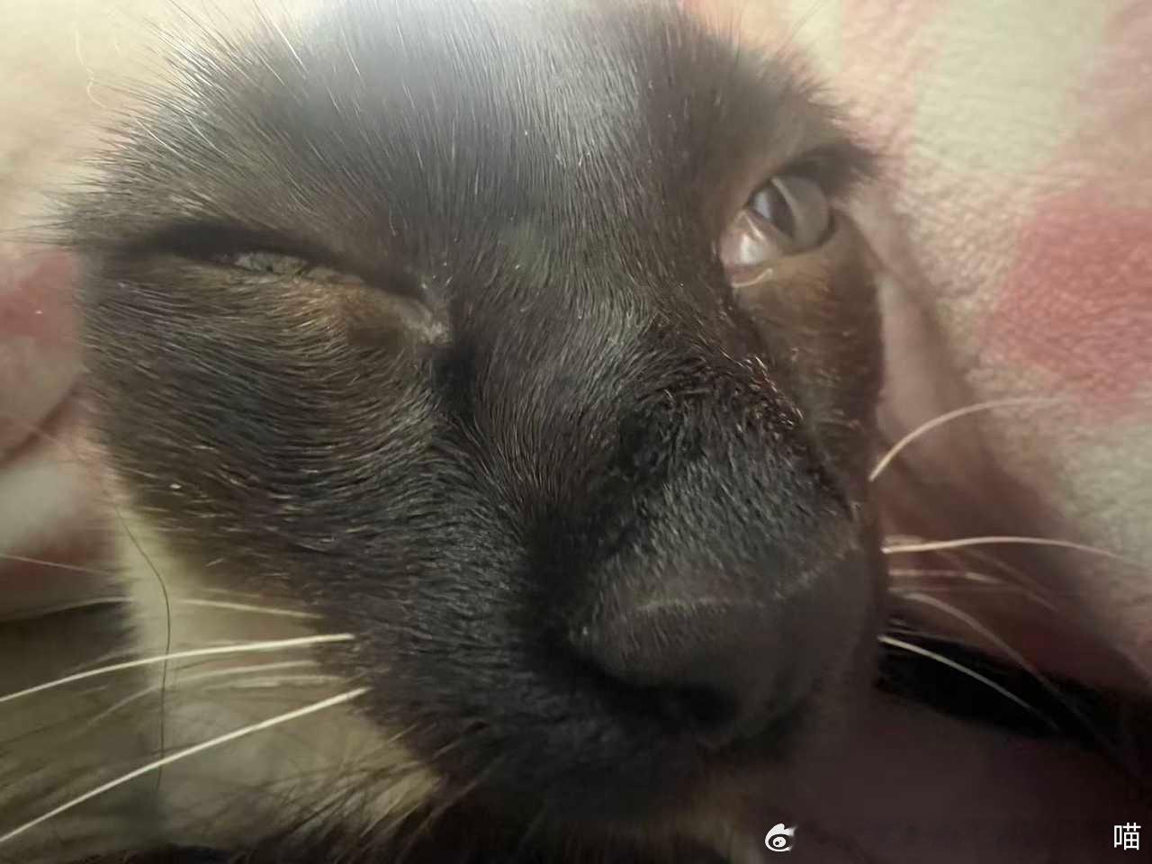 49794【丑猫】丫头，你也想亲俺一口吧 