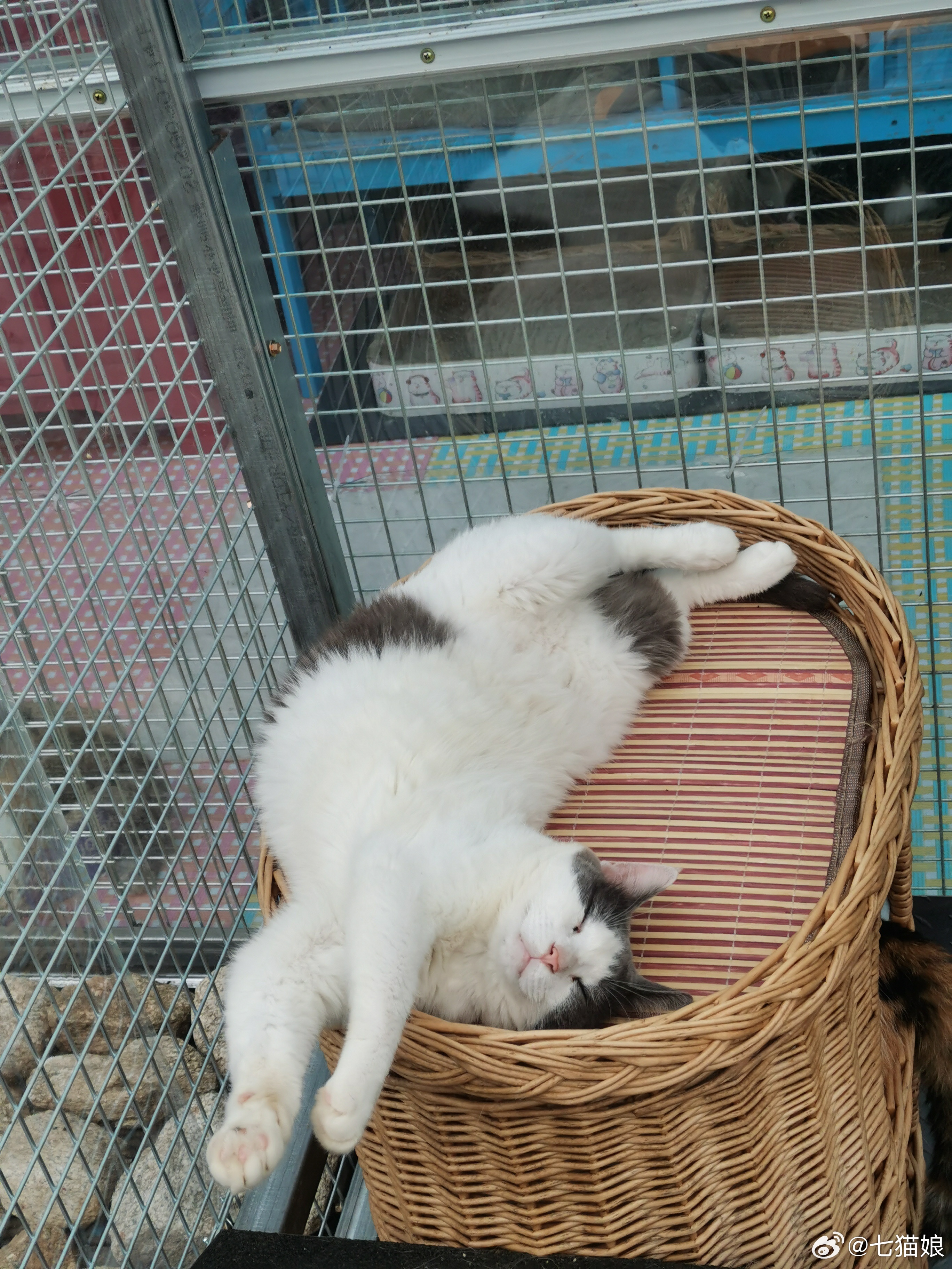 我猪儿吹着小风，睡的无敌了