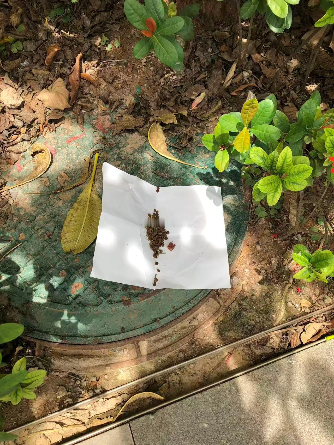 刚才去喂流浪猫了 哒哇来的时候买了国产猫粮 三个猫抢着吃 咔咔香 哒哇回了包子家