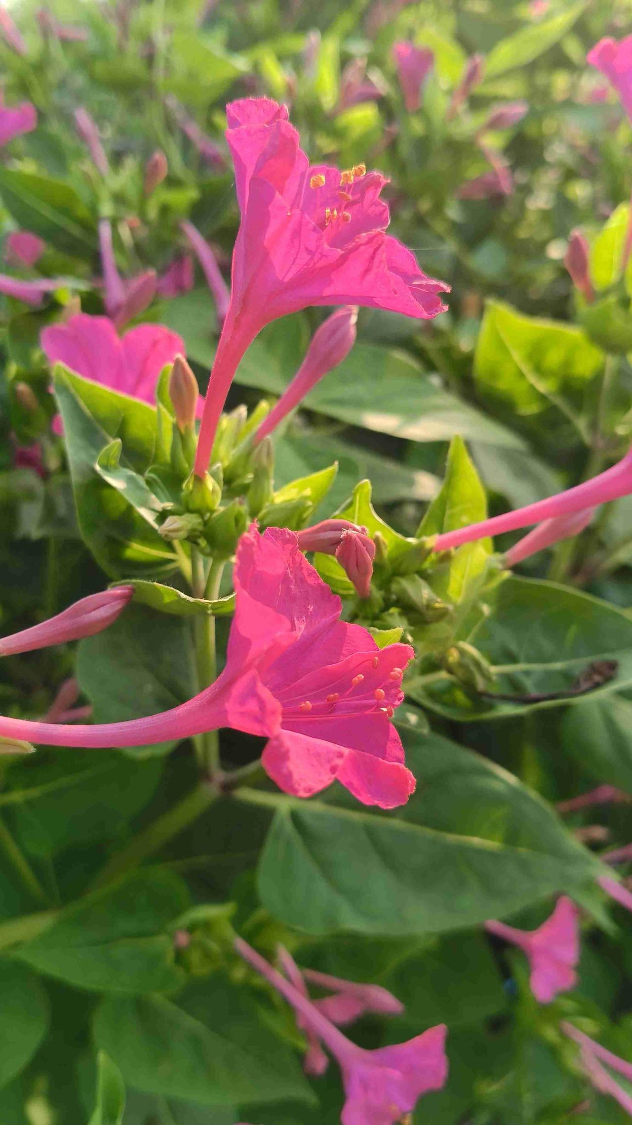 我的今日状态：😁轻松愉快
我这里的天气：🌤️多云
呵呵，休闲好时光，拈花惹草