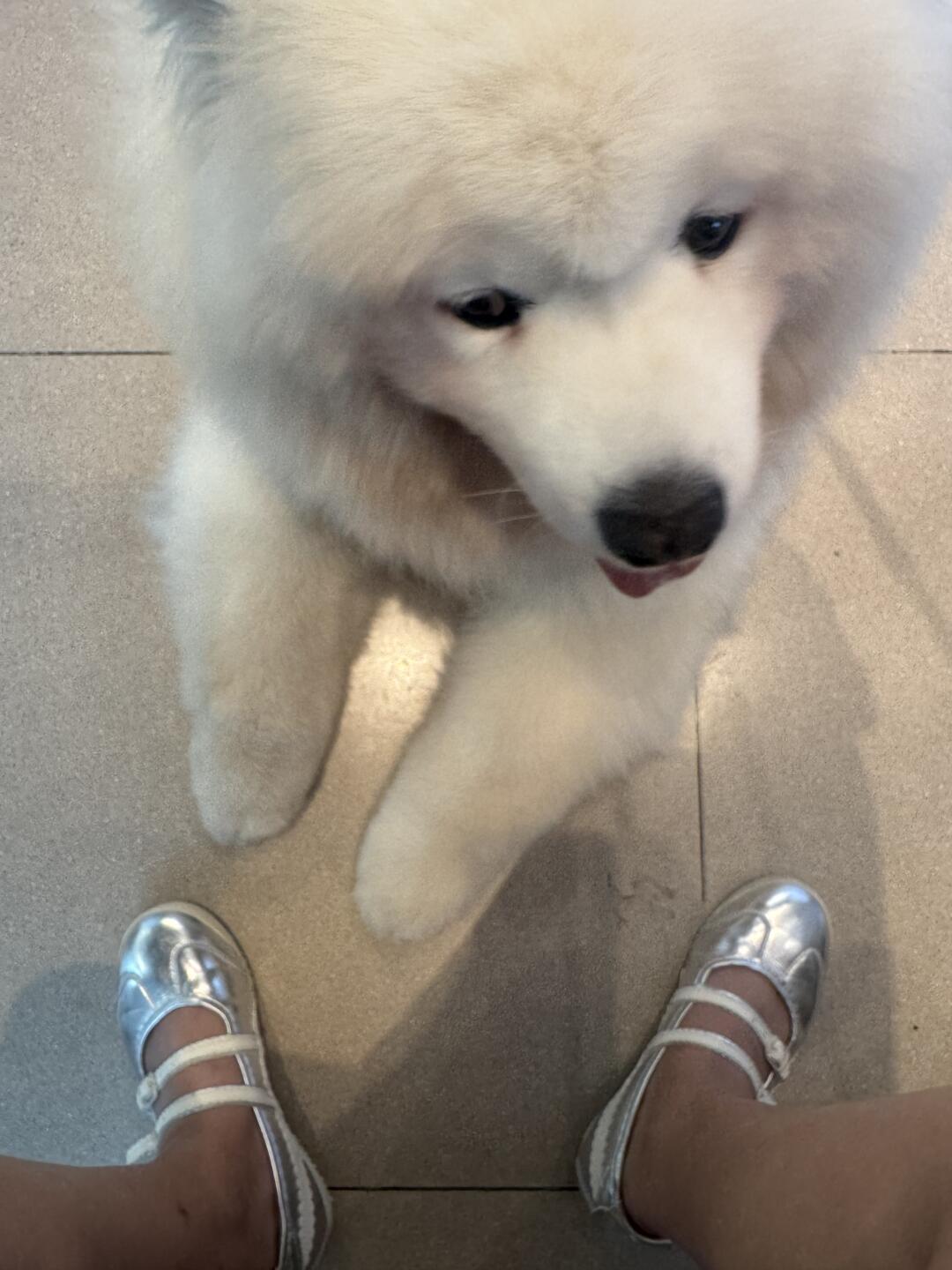 伸出圆手！我学会给萨摩耶修脚毛啦！