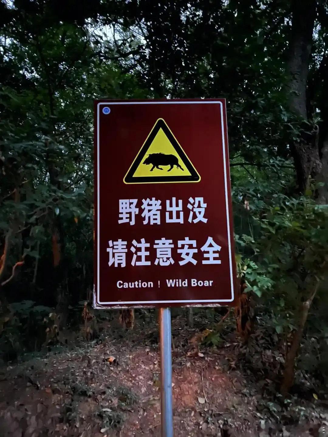 #南京南站亲历乘客称听到明显异响##被撞身亡机械师仅有20多岁#南京“野猪事件”