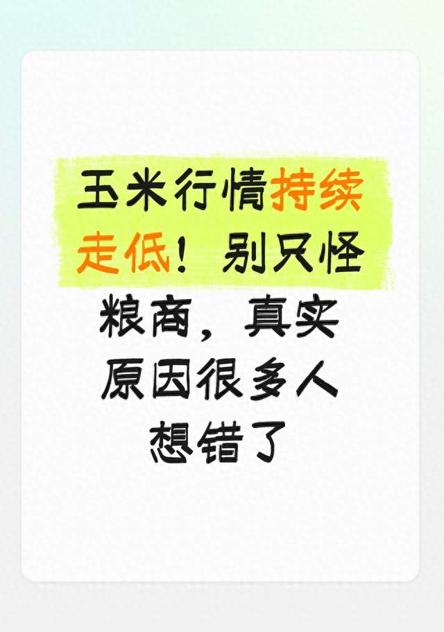 玉米行情持续走低！别只怪粮商，真实原因很多人想错了