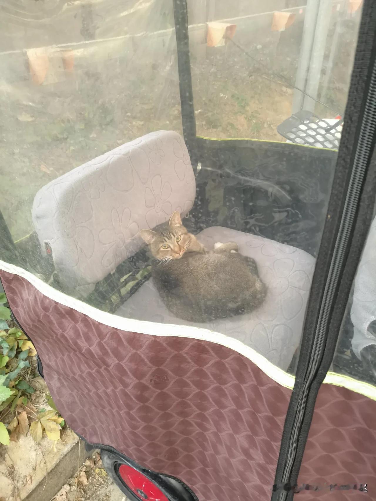 #秋日生活记录#
晚秋天凉，流浪猫给自己找了个好地方。如果这是你的车子，你愿意它