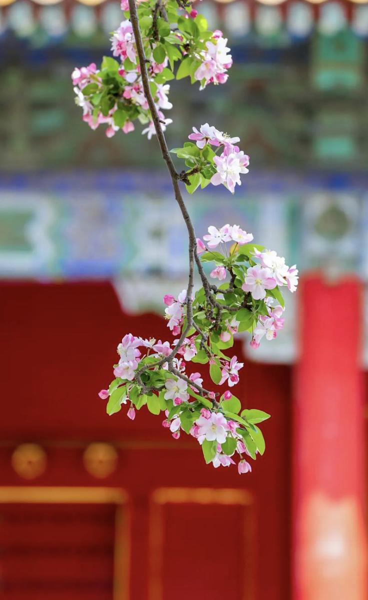 道家有个说法，叫“断缘养魄”
端午这日子，表面是安康，内里是道坎。
丙午年五月五